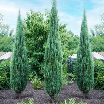 Three tall, narrow Blue Arrow Juniper trees with dense blue-green foliage planted side-by-side in a dark mulched garden bed with a lush landscaped background.