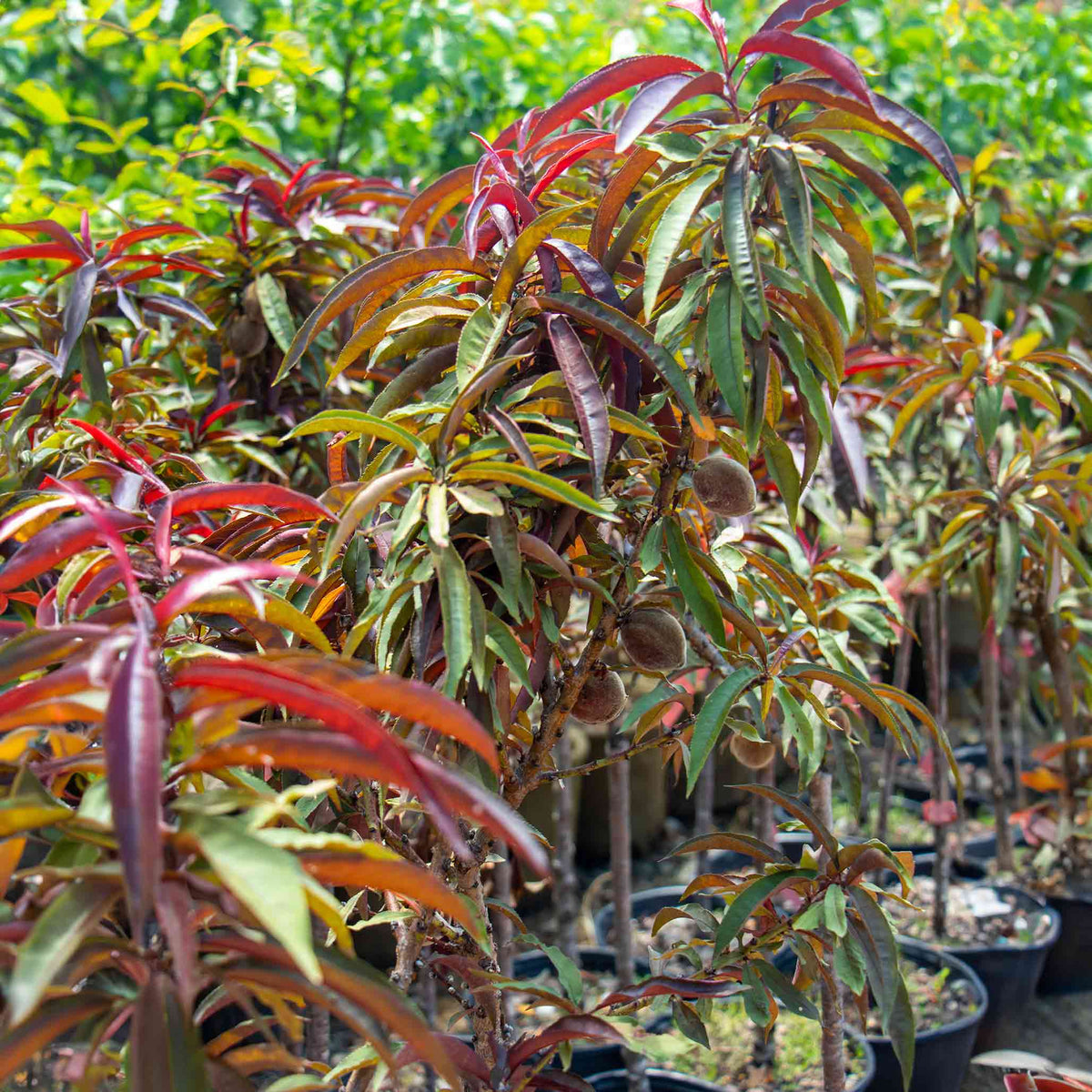 Row of potted Bonfire Patio Peach plants with red and green leaves in a garden setting