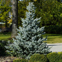 A pyramidal Baby Blue Spruce tree with bright silvery-blue needles growing on a sunny, landscaped lawn near a paved path.