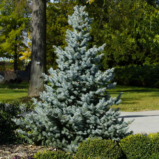A pyramidal Baby Blue Spruce tree with bright silvery-blue needles growing on a sunny, landscaped lawn near a paved path.