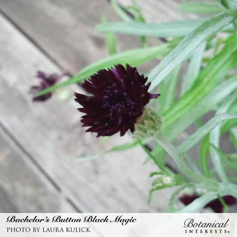 Close-up of a Black Magic bachelor's button flower, its deep maroon-black fringed petals emerging from a fuzzy green bud amid slender silvery-green foliage on a wooden deck, with the variety name and photographer credit shown below.