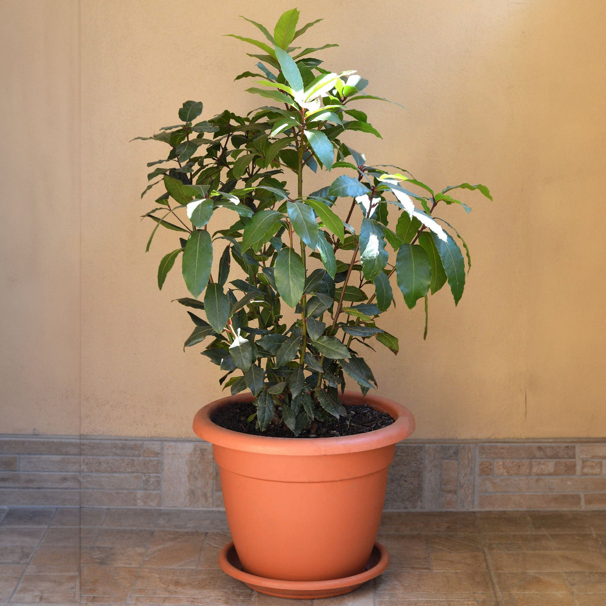 A bushy Bay Laurel plant with vibrant green leaves growing in a terracotta-colored plastic pot set on a tiled patio.