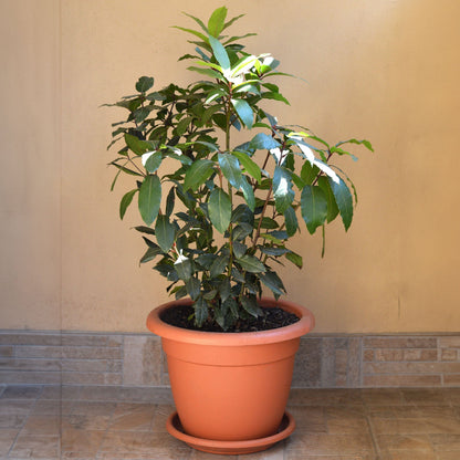 A bushy Bay Laurel plant with vibrant green leaves growing in a terracotta-colored plastic pot set on a tiled patio.
