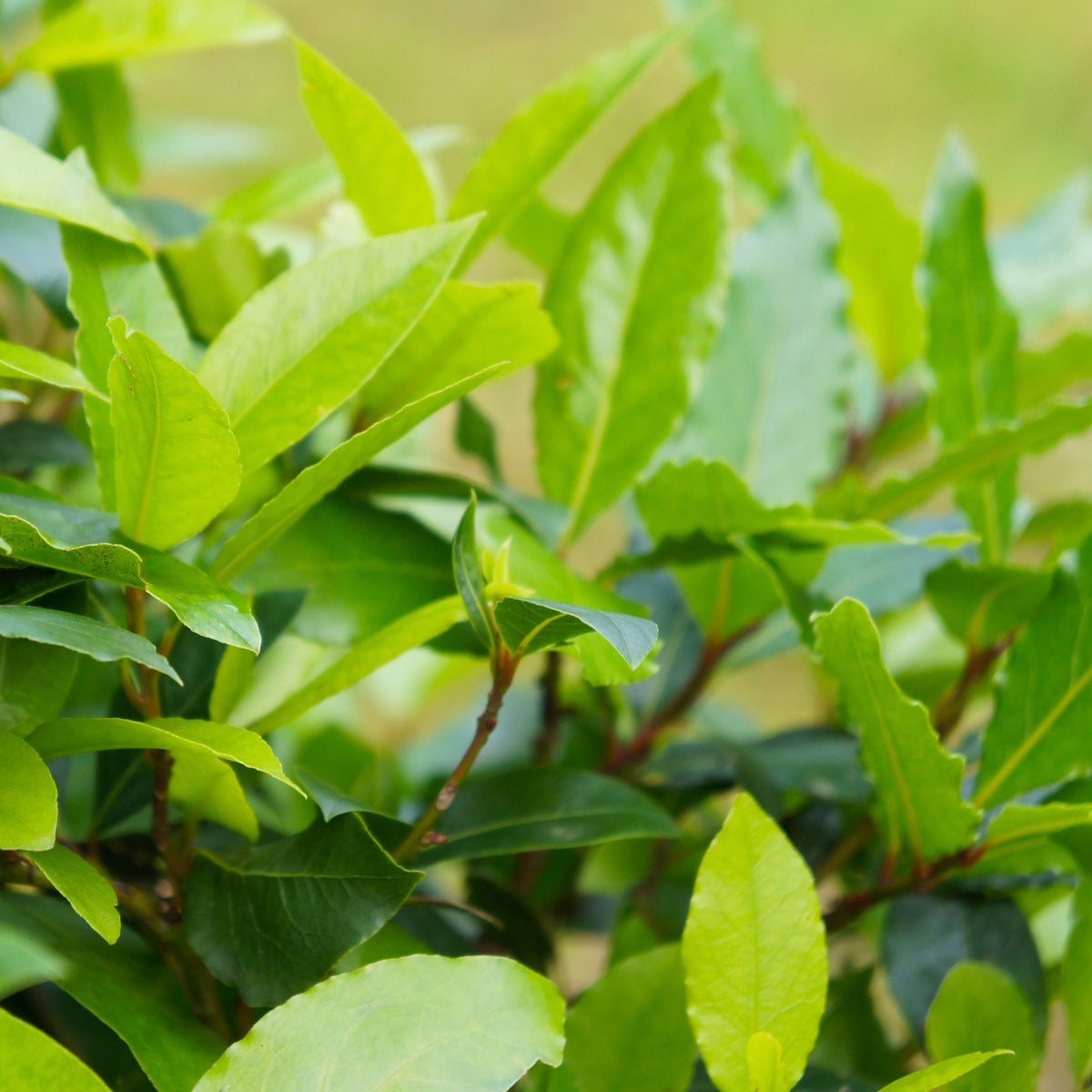 Close-up view of bright, vibrant green Bay Laurel leaves and branches illuminated by sunlight.
