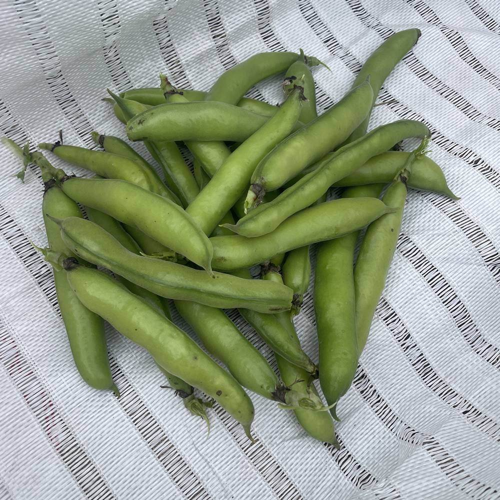 A pile of freshly picked fava bean pods, plump and pale green with dark stem ends, heaped on a woven white ground sheet.