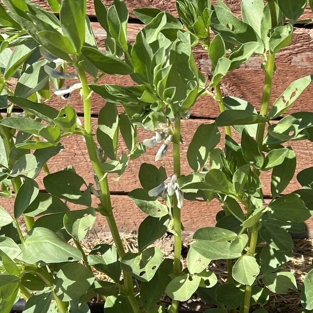 Fava bean plants growing in close rows, upright green stems bearing small white blossoms tipped with dark markings, some leaves showing minor insect damage, against a weathered wooden plank backdrop.