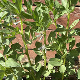 Fava bean plants growing in close rows, upright green stems bearing small white blossoms tipped with dark markings, some leaves showing minor insect damage, against a weathered wooden plank backdrop.