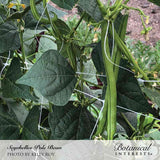 Long slender green pods hang from a Seychelles pole bean vine climbing a string trellis, surrounded by broad dark green leaves and small pale yellow flowers, with mulch visible in the background.
