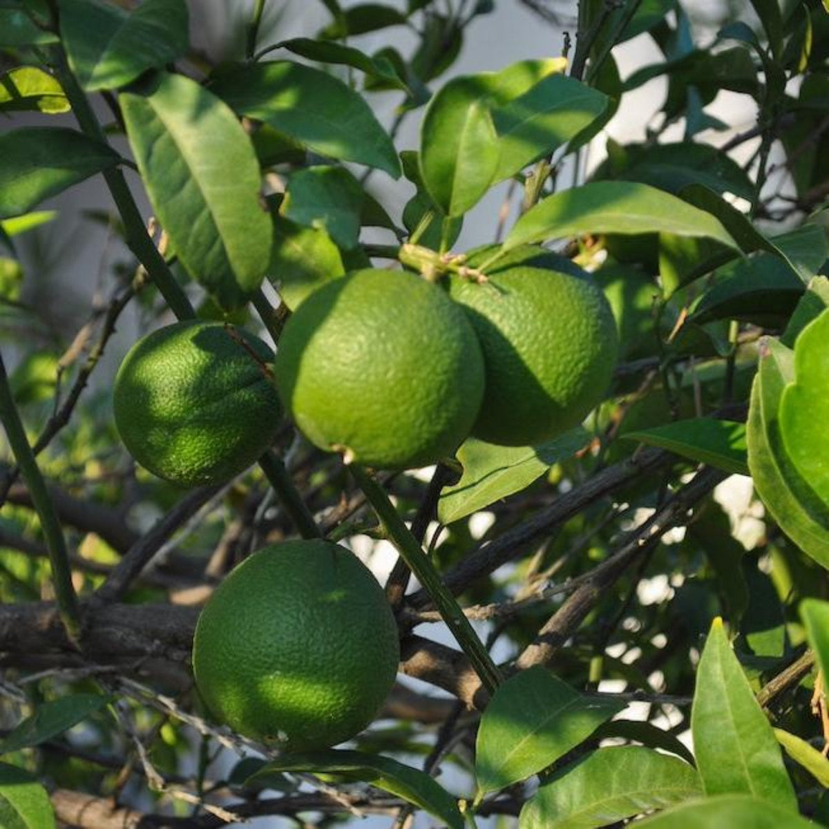 Close-up view of round, green Persian 'Bearss' limes ripening on tree branches among vibrant green foliage under direct sunlight.