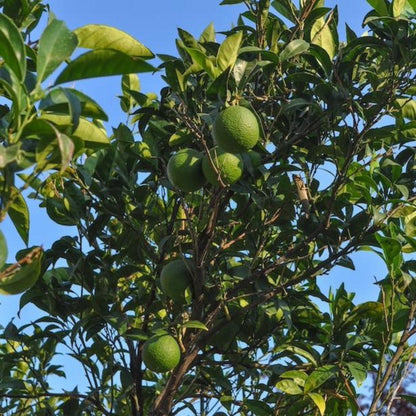 Green Persian 'Bearss' limes ripening on a leafy tree branch.