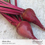 Two freshly pulled Robin beets with tapered, elongated roots in deep reddish-purple, still attached to their crimson stems, resting on a concrete surface.