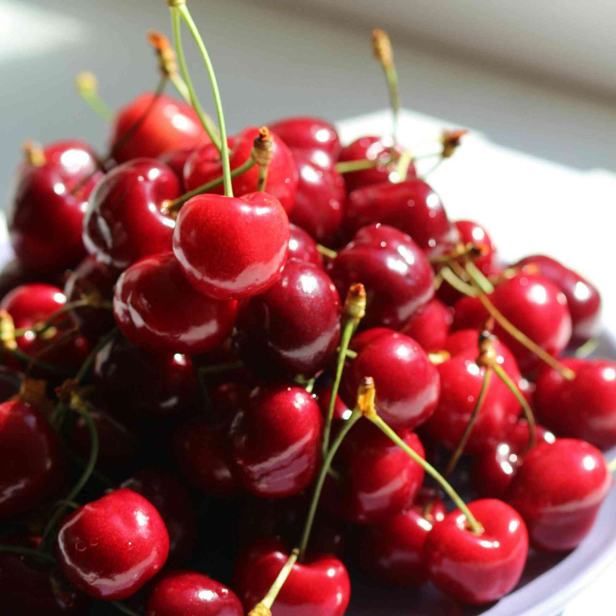 Close-up pile of glossy, fresh red cherries from a Bing Cherry Tree served on a white plate.