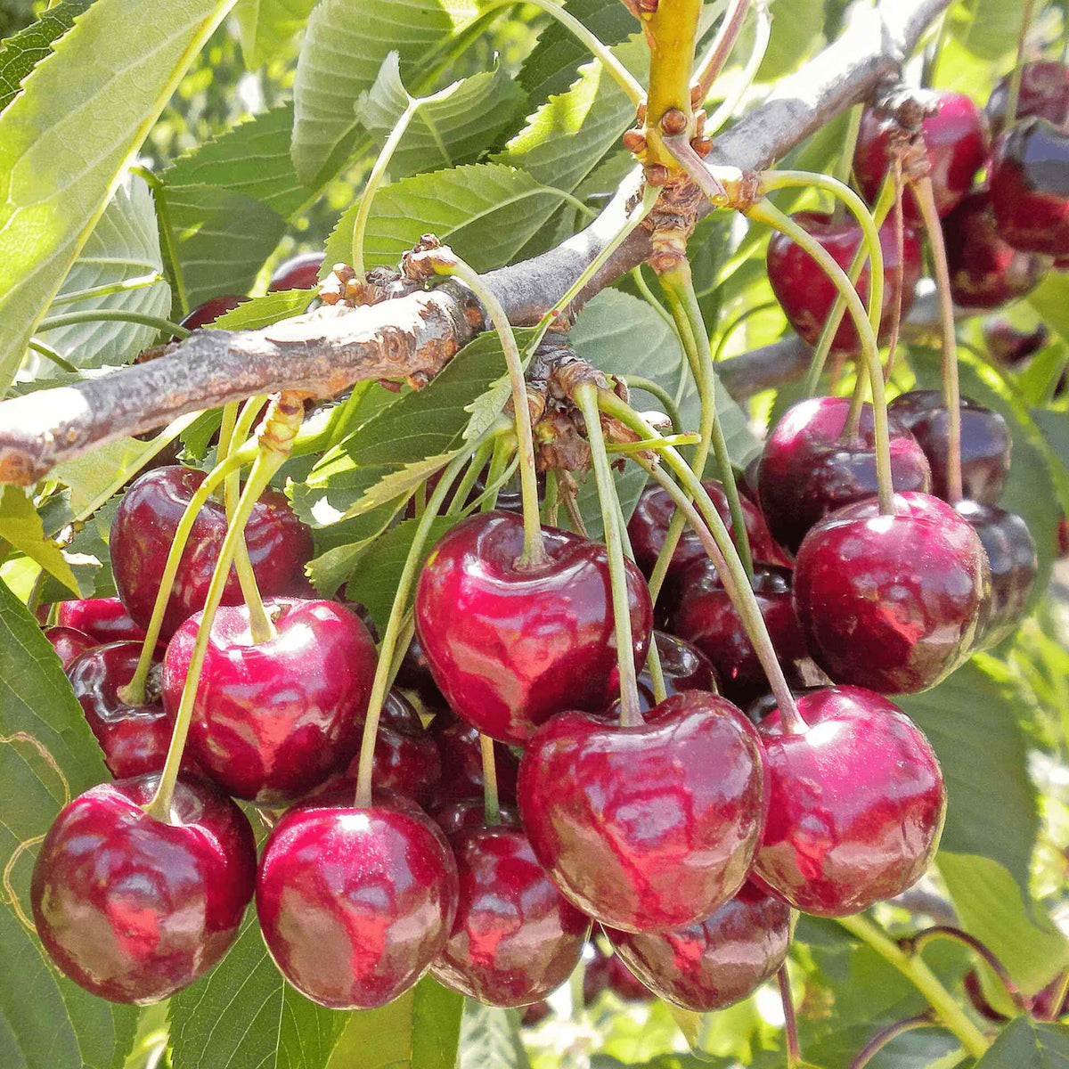 Close-up cluster of glossy, ripe red cherries hanging from the branches of a Bing Cherry Tree with green leaves in the background.