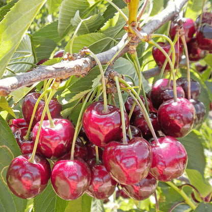 Close-up cluster of glossy, ripe red cherries hanging from the branches of a Bing Cherry Tree with green leaves in the background.