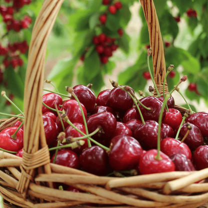 Wicker basket overflowing with fresh, ripe red cherries from a Bing Cherry Tree with green cherry tree foliage blurred in the background.