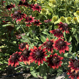 Vibrant cluster of deep maroon-red Cherry Brandy black-eyed Susan blooms with dark chocolate centers growing alongside lime-green echinacea flowers in a sunny garden bed.