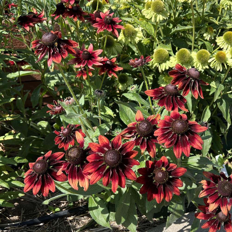 Vibrant cluster of deep maroon-red Cherry Brandy black-eyed Susan blooms with dark chocolate centers growing alongside lime-green echinacea flowers in a sunny garden bed.
