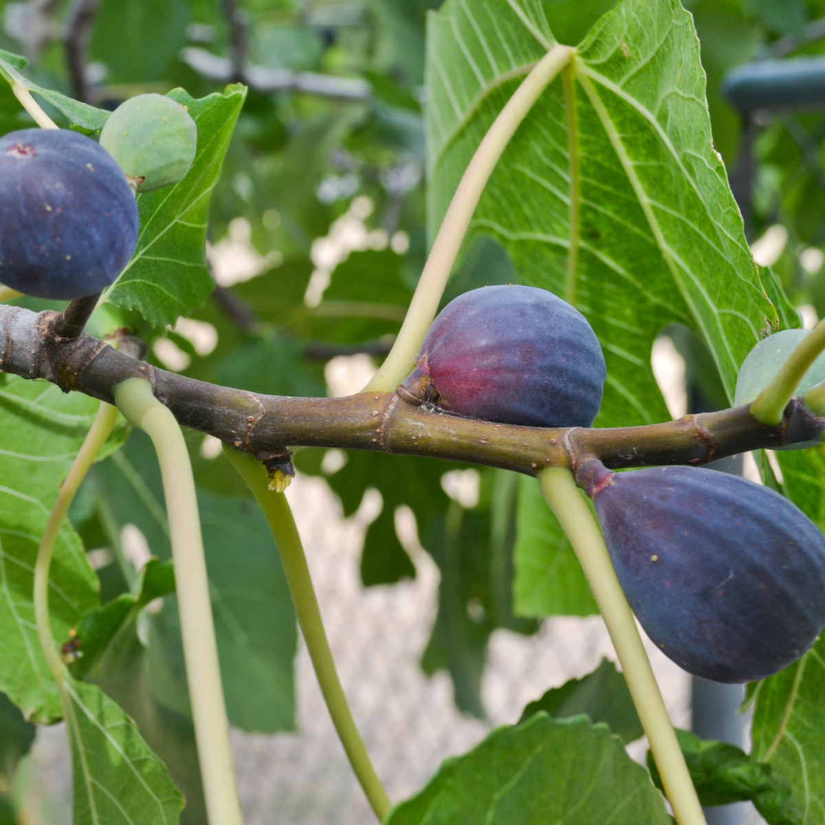 Ripe dark purple Black Mission Figs growing on tree branches with large green leaves in the background.