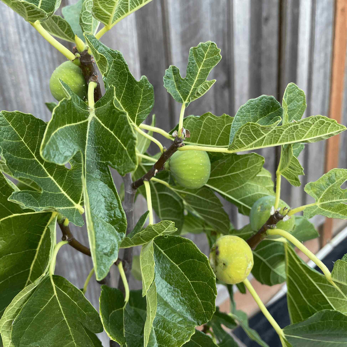 Unripe green figs ripening on the leafy branches of a Black Mission Fig tree set against a wooden fence background.