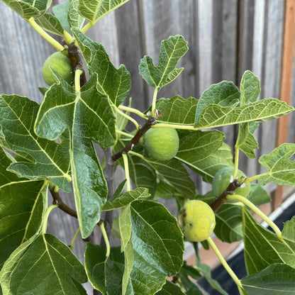 Unripe green figs ripening on the leafy branches of a Black Mission Fig tree set against a wooden fence background.