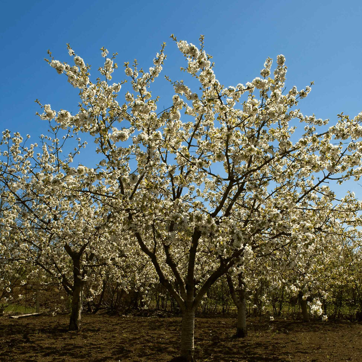 Mature Black Tartarian Cherry Tree in full bloom covered with abundant white blossoms against a clear blue sky.