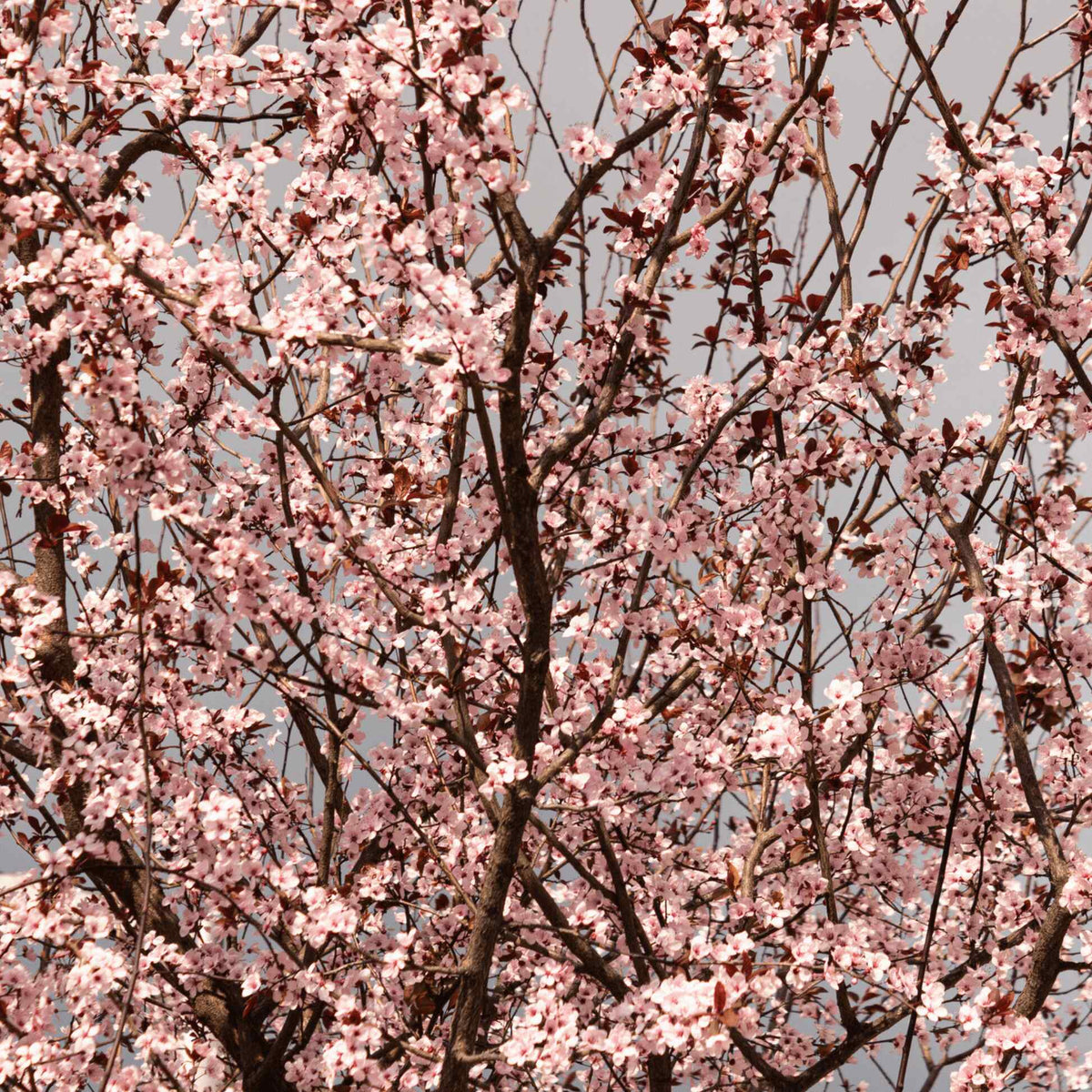 Full canopy of a mature Black Tartarian Cherry Tree densely covered in light pink blossoms against a clear sky.