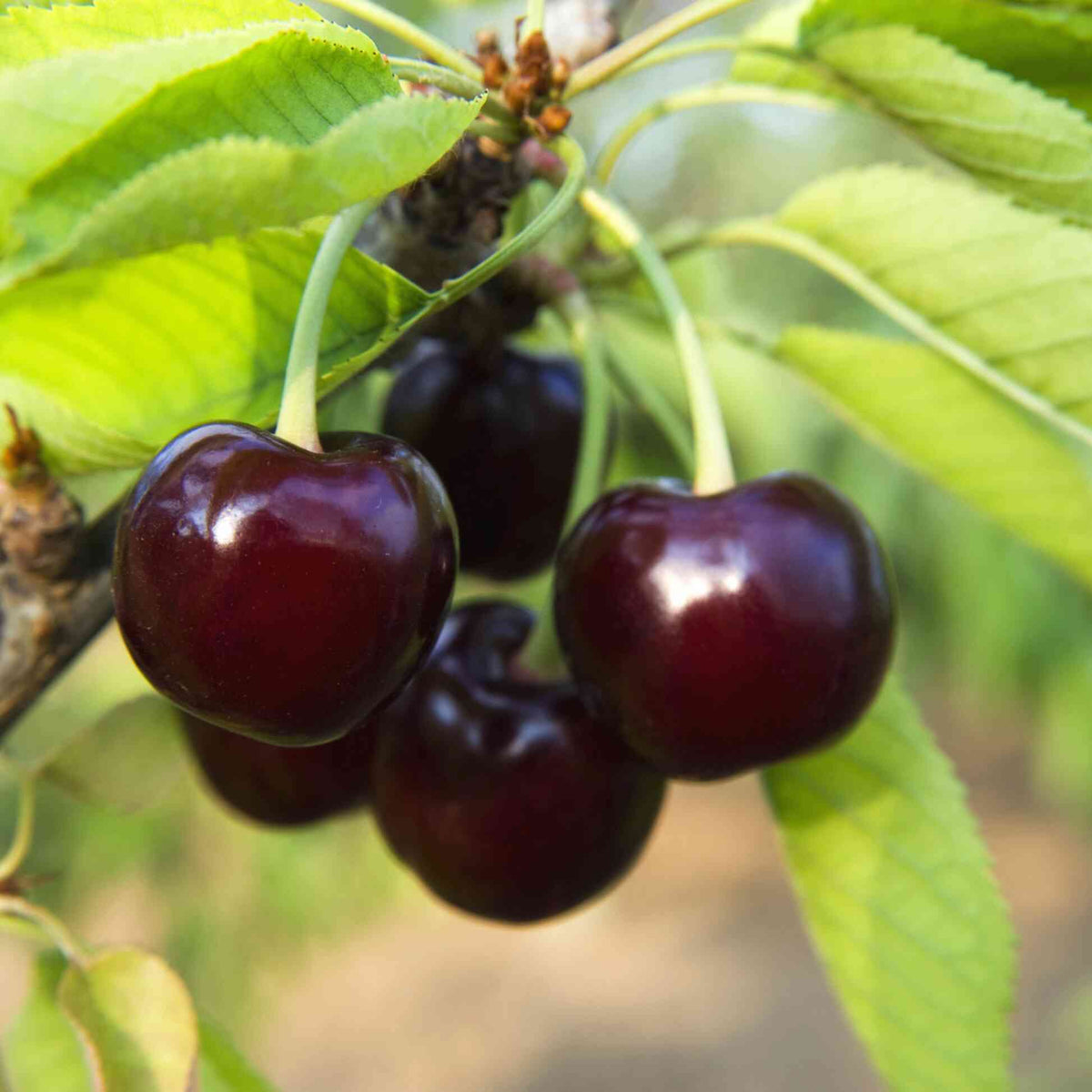 Close-up of ripe dark red cherries on a Black Tartarian Cherry Tree branch.