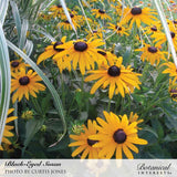 Cluster of black-eyed Susan flowers with bright golden-yellow petals and dark chocolate-brown centers, growing among green foliage and variegated ornamental grass in a sunny garden bed.