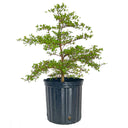 Potted Black Olive Tree with green leaves on a white background