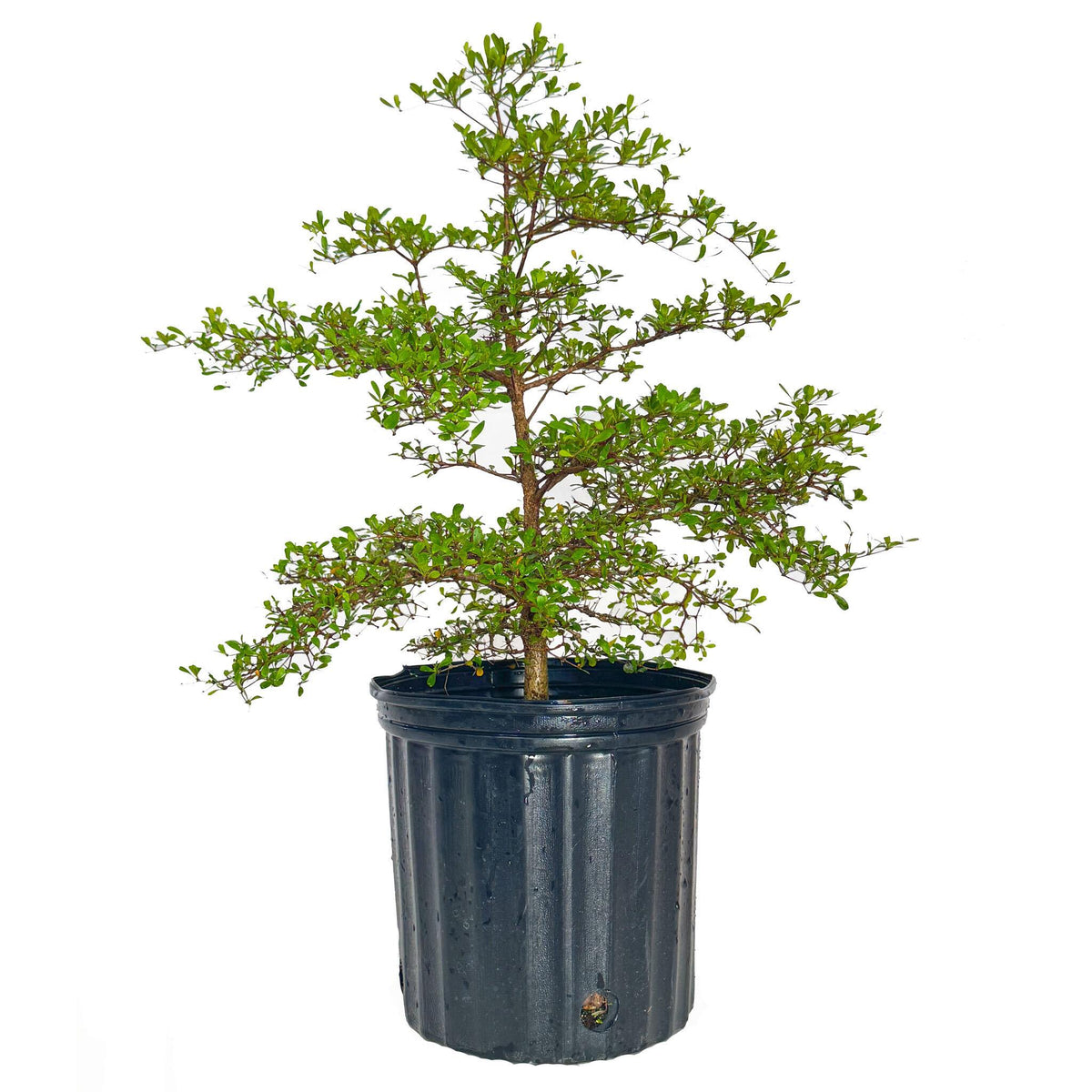 Potted Black Olive Tree with green leaves on a white background