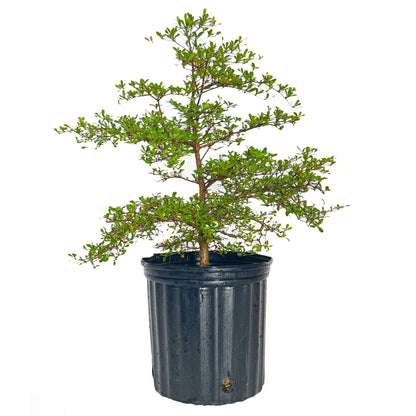 Potted Black Olive Tree with green leaves on a white background