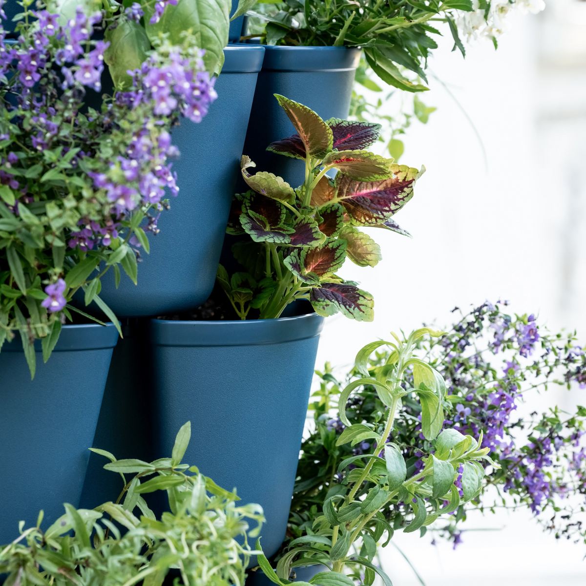Close-up of a stacked blue GreenStalk vertical planter's tiered pockets, densely planted with trailing purple flowers, a variegated pink-and-green coleus, and various green herb foliage.