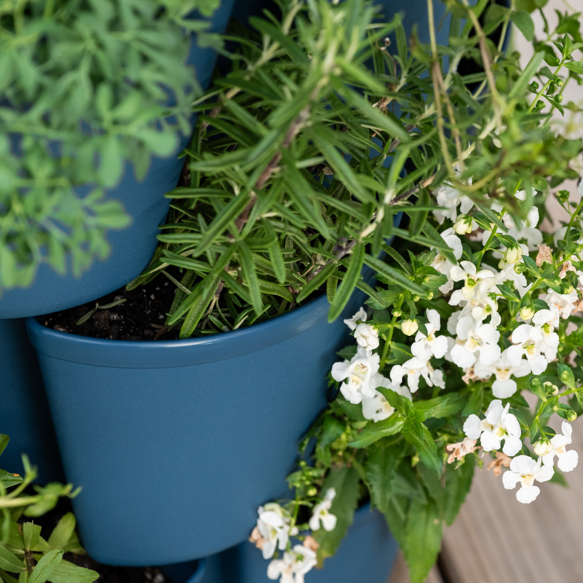 Close-up of blue GreenStalk vertical planter tiers holding bushy rosemary and a trailing white-flowered plant, with another tier's leafy green herb visible above.