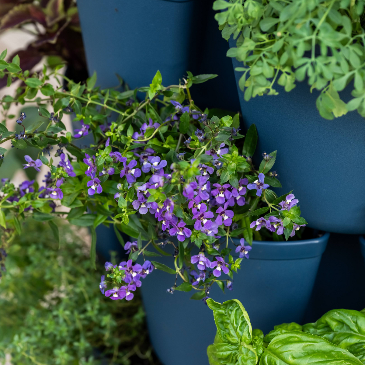 Close-up of trailing purple angelonia flowers spilling from a stacked navy blue GreenStalk vertical planter, surrounded by leafy herbs including basil growing in the tiers above and below.