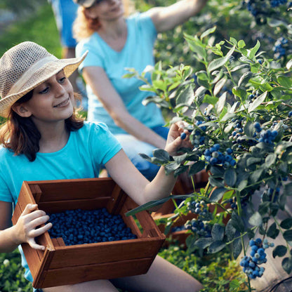 Young girl in a sun hat holding a wooden crate filled with fresh blueberries next to a Bluecrop Blueberry bush.