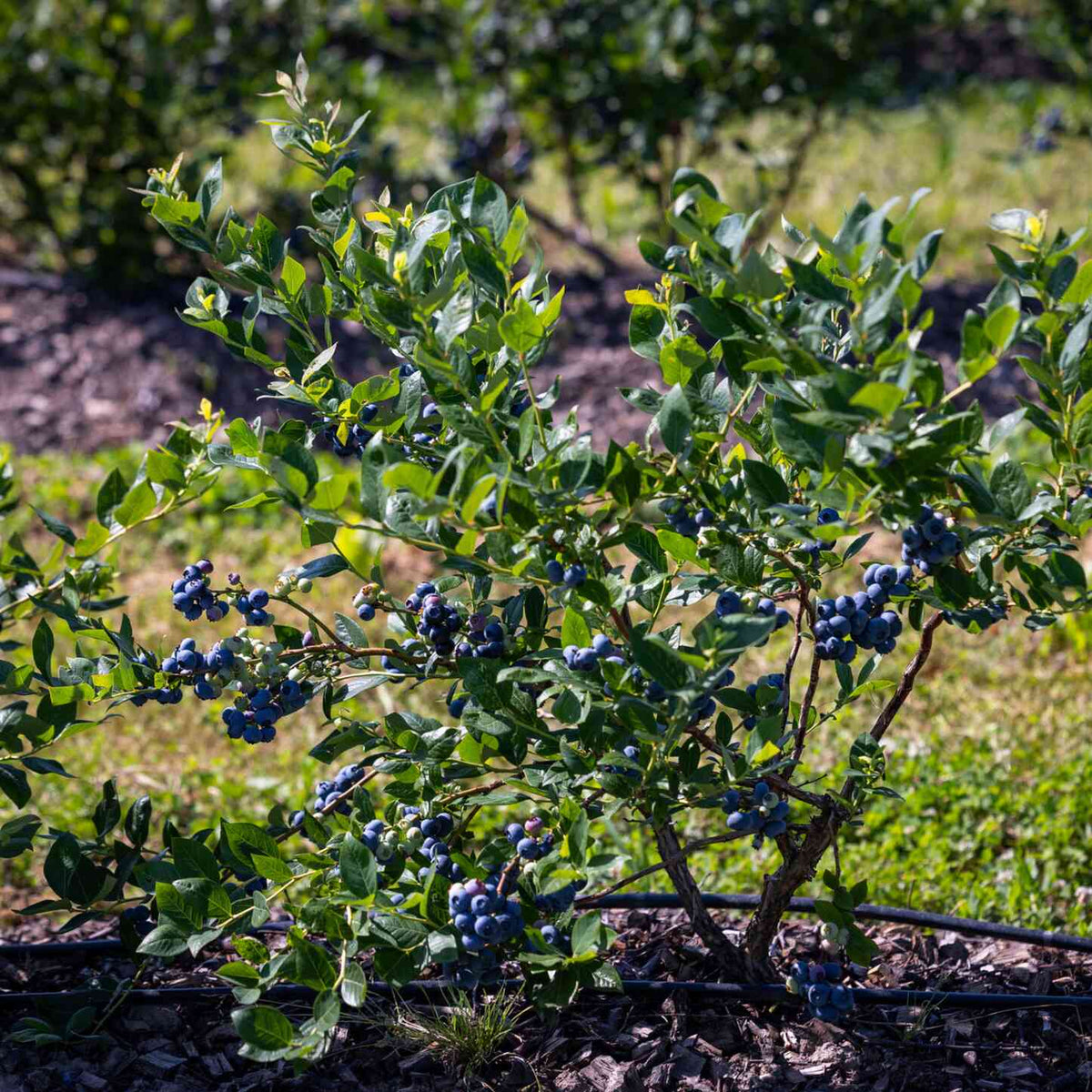 Full leafy Bluecrop Blueberry bush laden with abundant clusters of ripe blueberries growing outdoors in a garden setting.