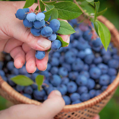 Hand harvesting fresh blueberries from a Bluecrop Blueberry bush above a basket of berries.