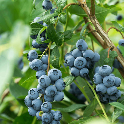 Large cluster of ripe blue blueberries hanging from leafy branches of a Bluecrop Blueberry bush.