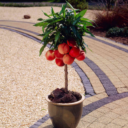 Potted plant with red fruits on a paved pathway