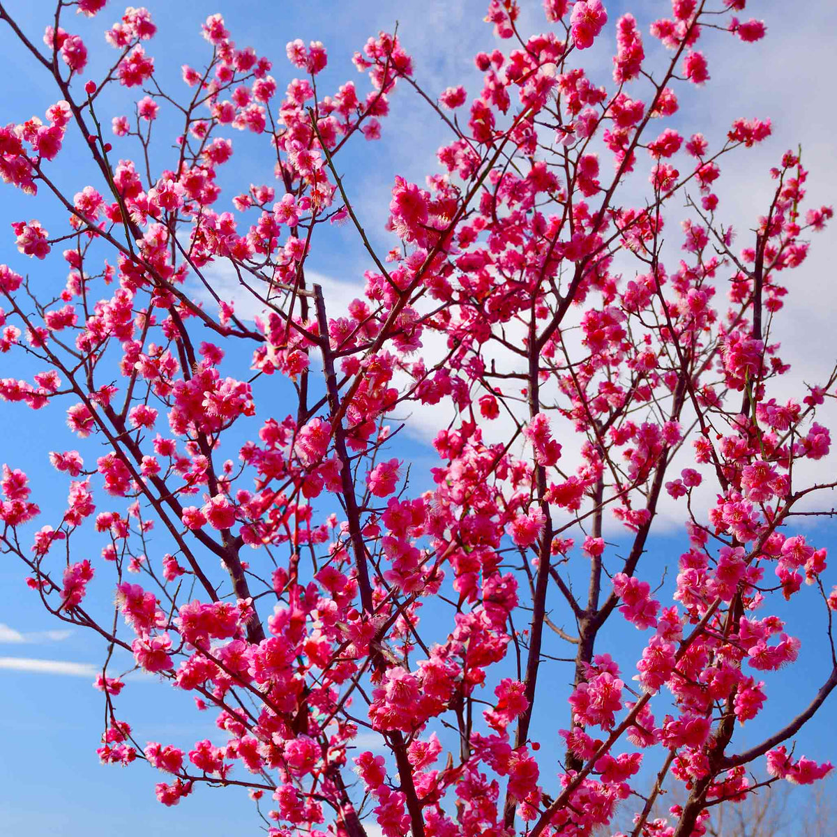 Pink peach blossoms against a blue sky