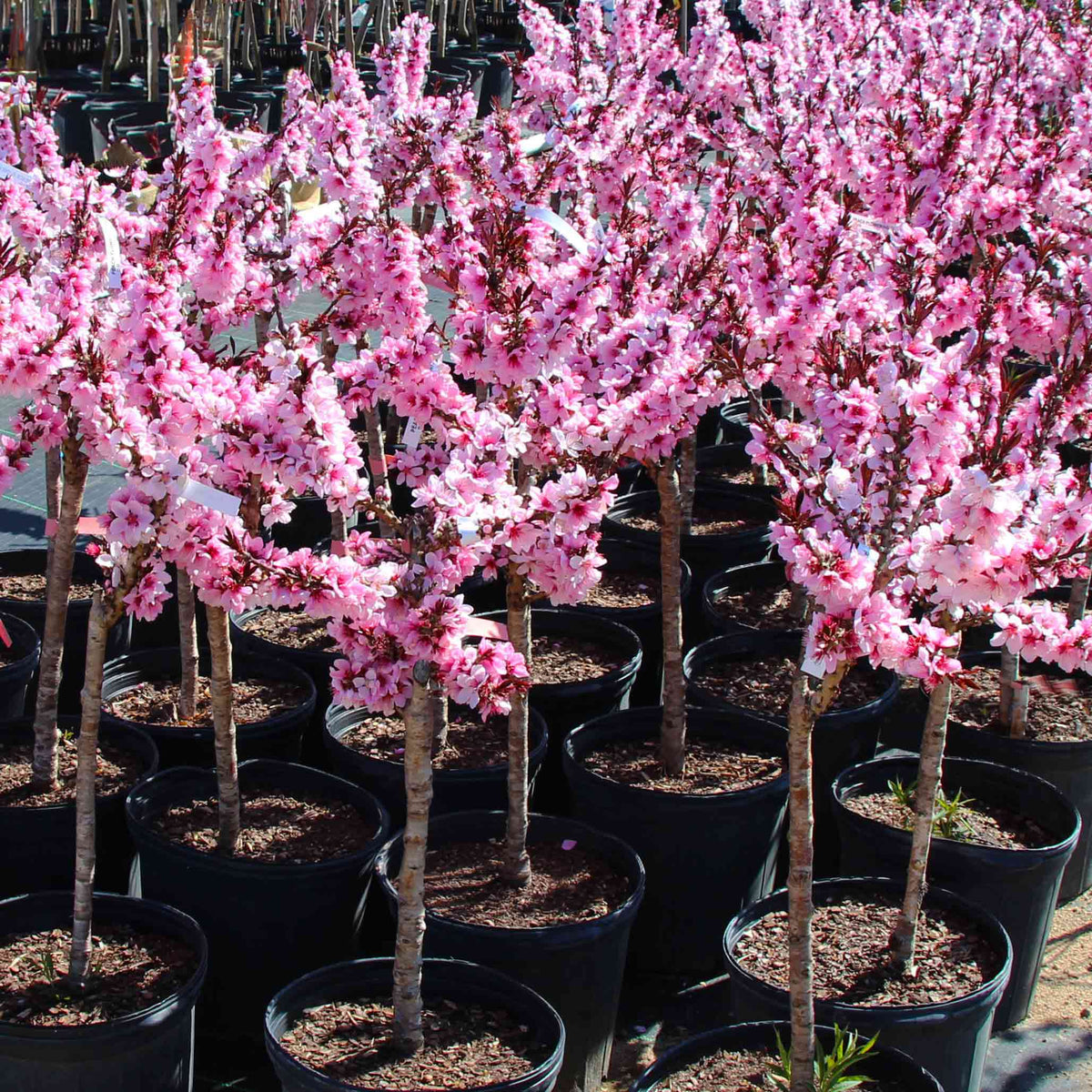 Row of small potted Bonfire Patio Peach trees with pink flowers in a nursery setting.