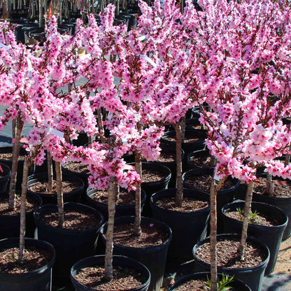 Row of small potted Bonfire Patio Peach trees with pink flowers in a nursery setting.