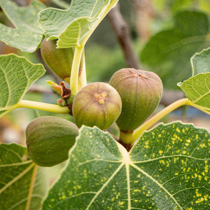 Unripe green figs ripening on a leafy branch of a Brown Turkey Fig tree.