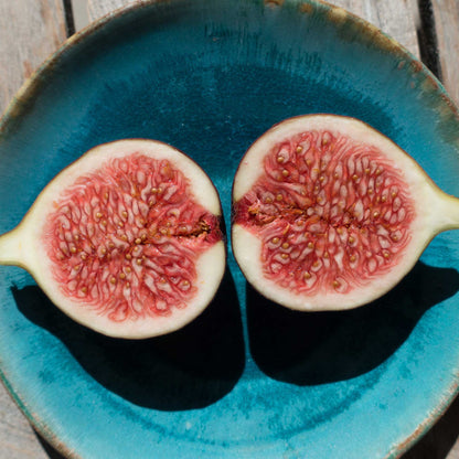 Two sliced halves of a fresh Brown Turkey fig showing pinkish-red seed pulp on a blue plate.