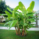 Cold Hardy Banana Tree cluster growing on a lawn outside a building.