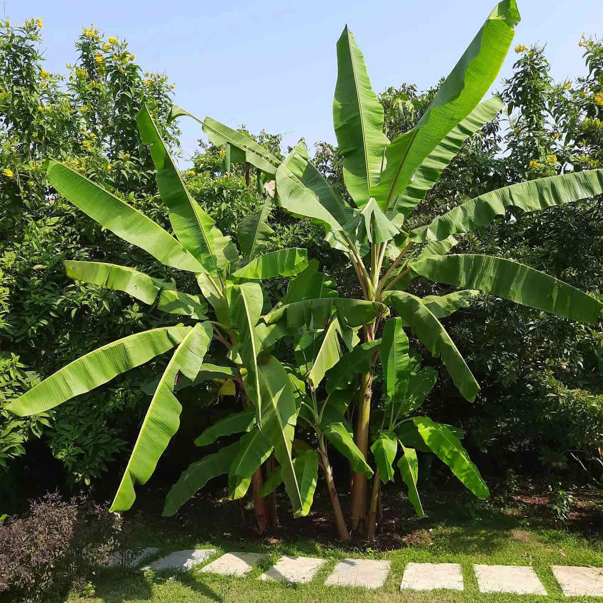 Cold Hardy Banana Tree with large green leaves in a garden setting.