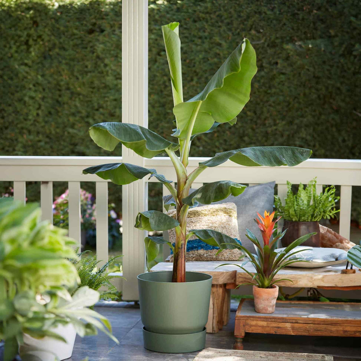 Potted Cold Hardy Banana Tree sitting on a patio next to outdoor decor and plants.