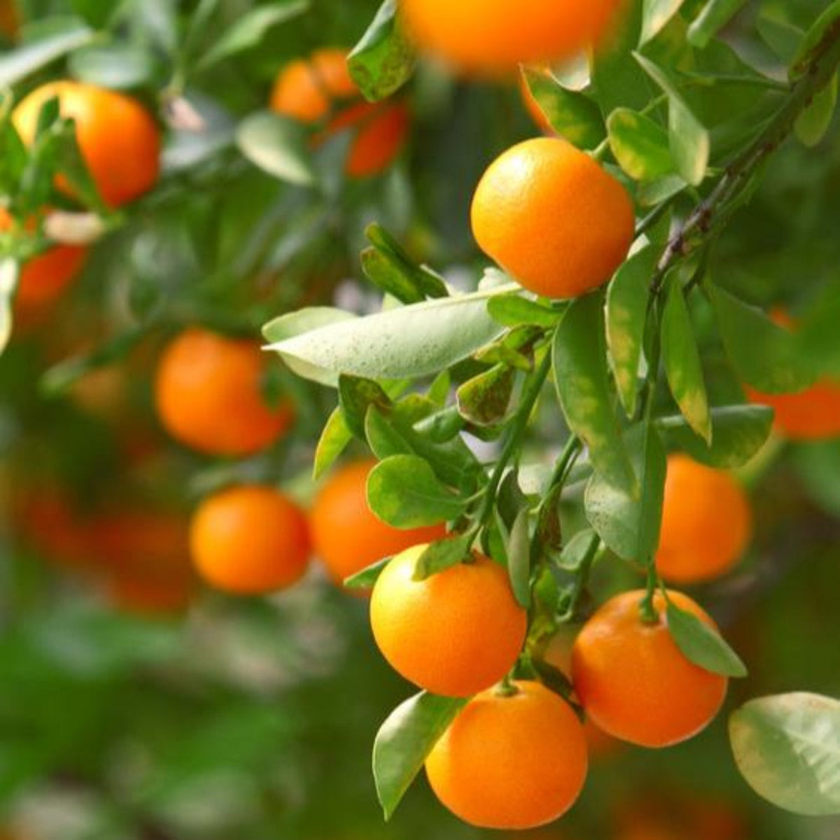Bright orange California Honey mandarins growing in clusters on a leafy tree branch under natural sunlight.