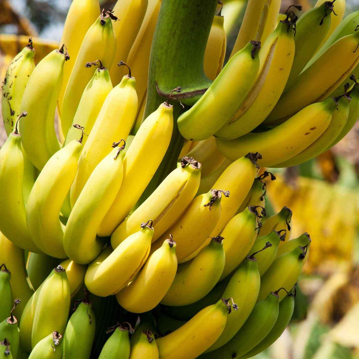 Large cluster of ripening yellow and green bananas growing on a Dwarf Cavendish Banana Tree stem outdoors.