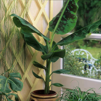 Potted Dwarf Cavendish Banana Tree with broad green leaves positioned indoors next to a sunlit window overlooking a garden.